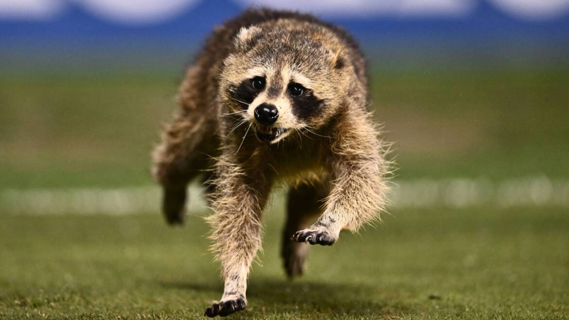 Raccinho! Unexpected visitor steals the show in Philly | MLSSoccer.com